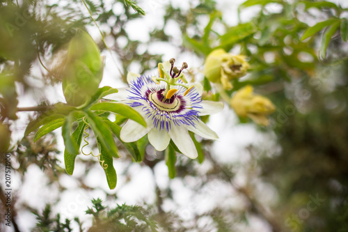 Flower passiflora incarnata photo
