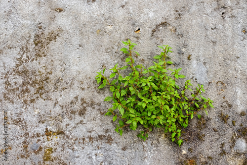 Green Bush on decayed concrete wall