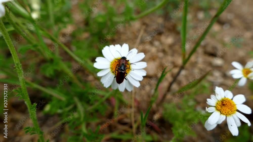 two bugs mating on flowers, slow motion shooting,
two bugs mating on flowers, slow motion shooting,