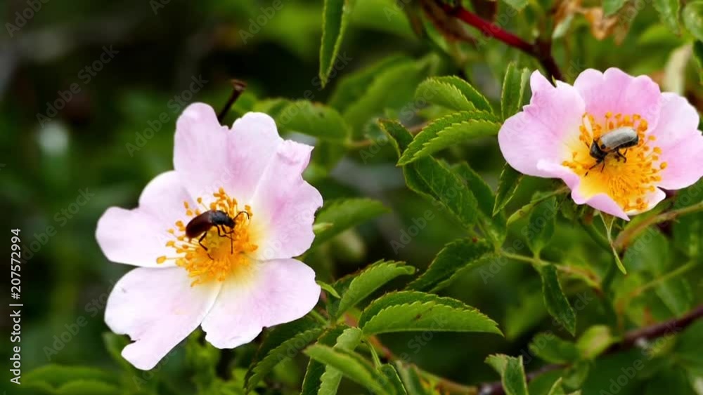 chamomile flower and insect
chamomile flower and insect