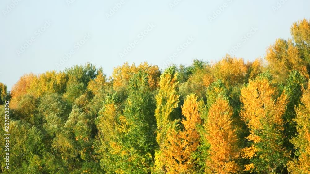 Trees and blue sky landscape. Green and yellow leaves on trees. Trees and blue sky landscape. Green and yellow leaves on trees.