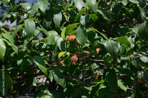 Fruits of Japanese allspice(Wintersweet)