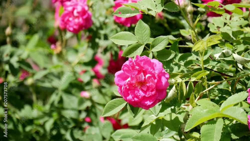 Beautiful pink rose bush with shiny green leaves. Close up. Beautiful pink rose bush with shiny green leaves. Close up.