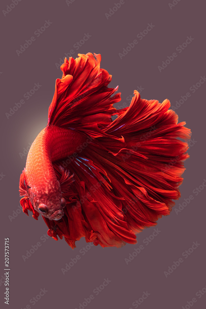 Betta Fish Wallpapers HD  on the App Store