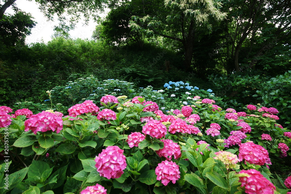 Hydrangea