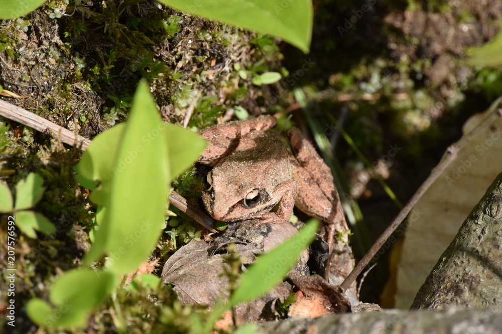 Wood Frog Wood Frog