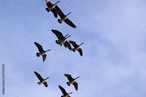 Canadian Geese Flying Overhead