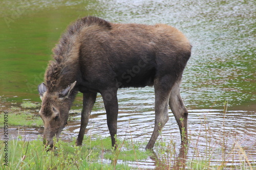 Moose Grazing