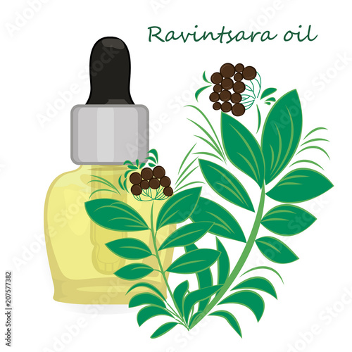 Ravintsara essential oil vector illustration Aromatherapy