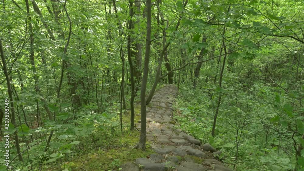 初夏の森 遊歩道 初夏の森 遊歩道