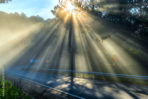 Sun rays shining down through the pine forest road foggy morning  shimmering ray beam shines beneath fanciful to greet the new day in the suburbs on the plateau