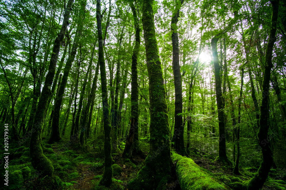 Beautiful greenery in nature with the trees covered with moss in a rainforest. Beautiful greenery in nature with the trees covered with moss in a rainforest.