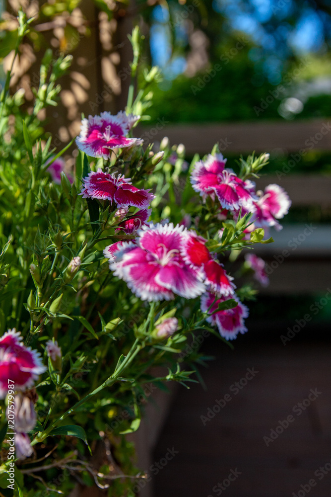 Obraz premium Flowers in the garden