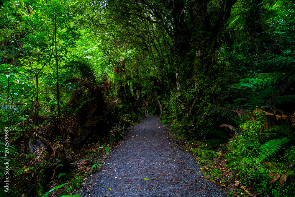 Obraz premium Walking path in a beautiful green rainforest.