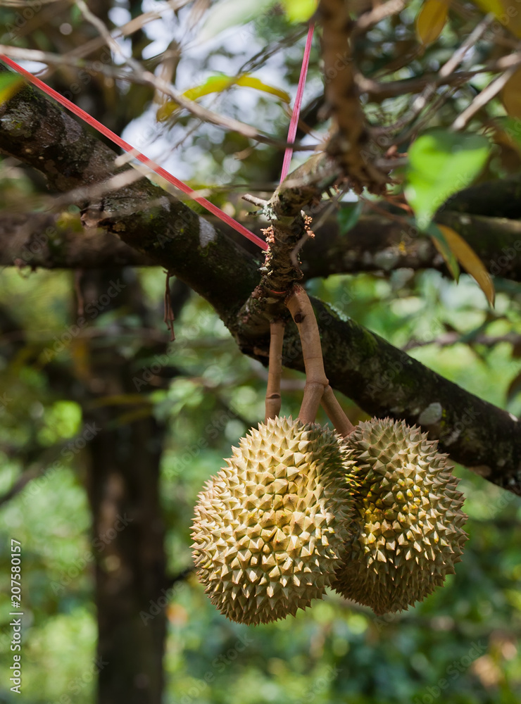 Fresh durian on the tree in the garden, king of fruit, Thailand
Fresh durian on the tree in the garden, king of fruit, Thailand