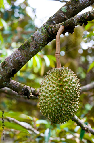 Fresh durian on the tree in the garden, king of fruit, Thailand