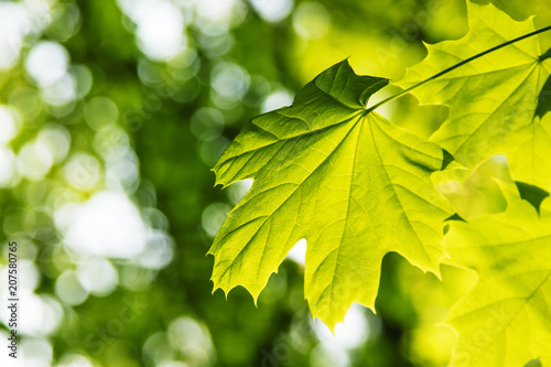 Green maple leaves, summer natural background, selective focus