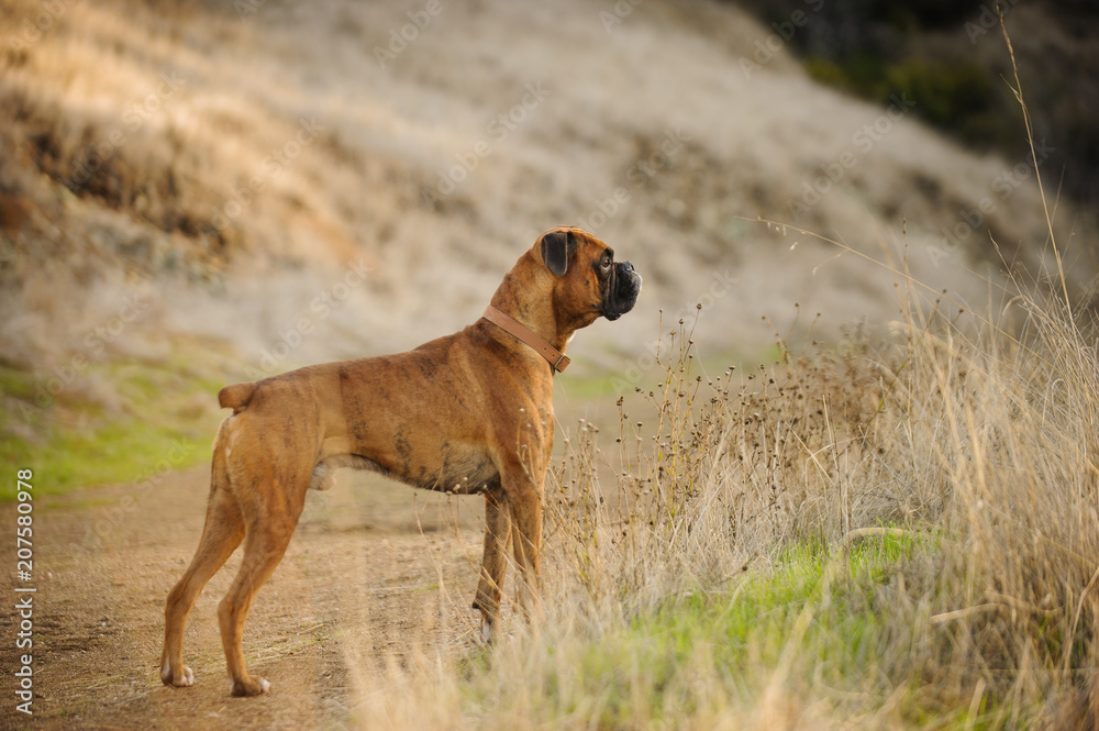 Boxer dog outdoor portrait standing in field with trail Boxer dog outdoor portrait standing in field with trail