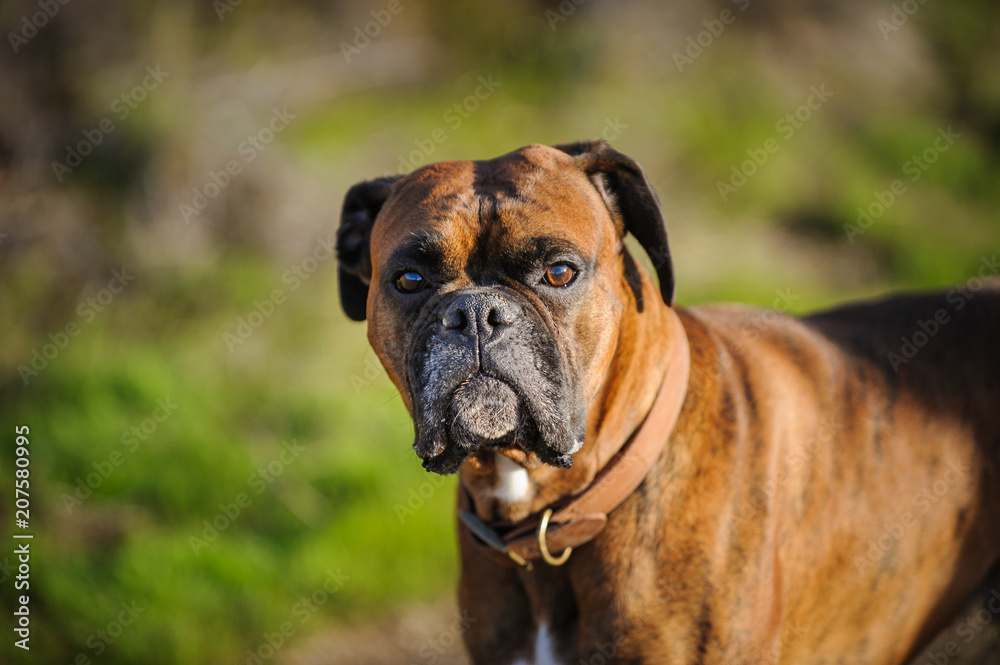 Boxer dog outdoor portrait headshot in natural environment