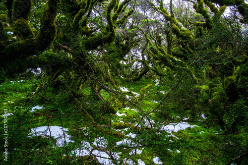 Beautiful green nature with the trees covered with moss in the rainforest after snowing day.