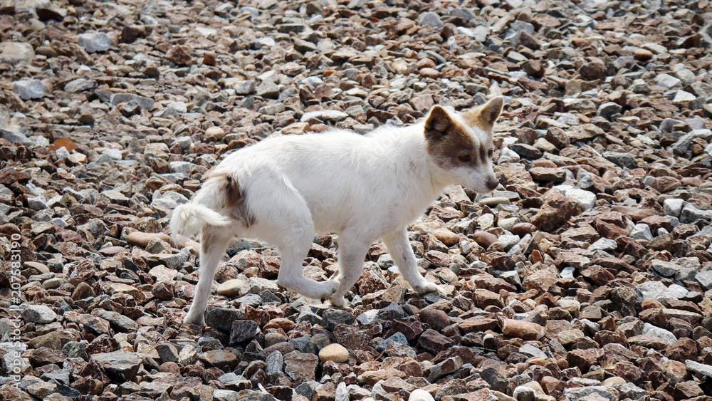 Fototapeta premium A dog running around the gravelly field.