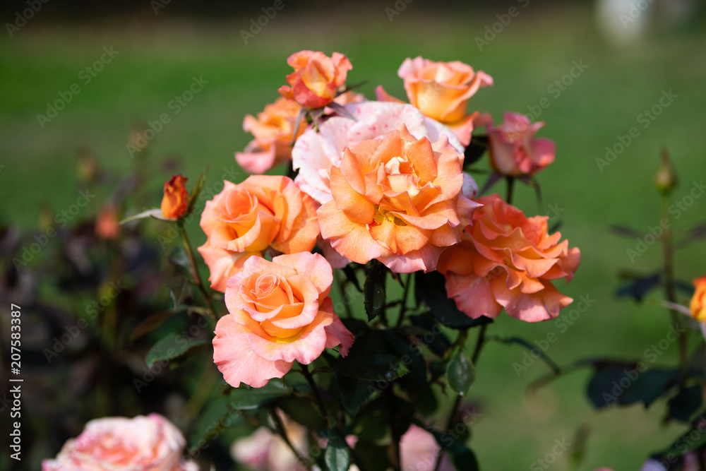 ピンクとオレンジのばら「ケニギンベアトリックス」の花のアップ	