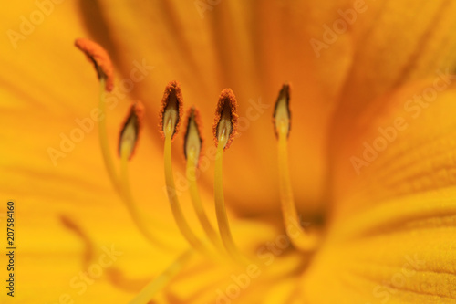 Orange lily with flower stamen in macro picture  closeup on pollen. Macro photography of an orange or yellow lily flower for banners  covers and other design projects.