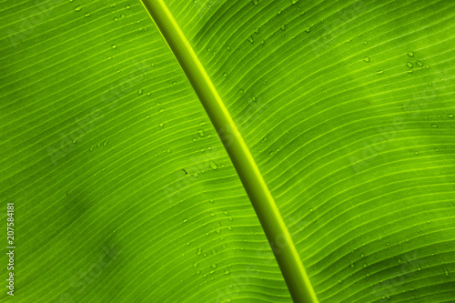 Banana Leaf Closeup