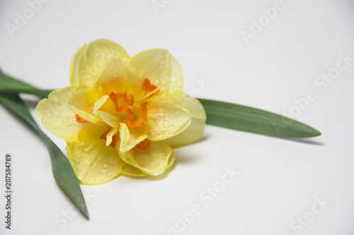 Beautiful spring flower Narcissus closeup