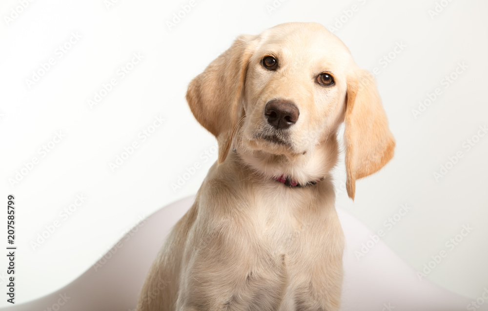 Portrait of yellow lab puppy