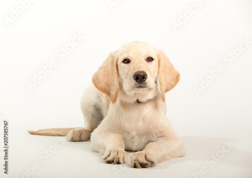 Young lab puppy in studio