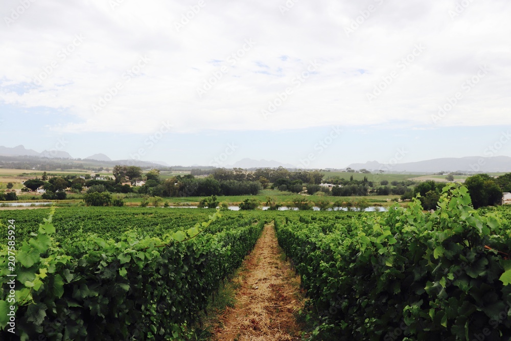 South Africa Vineyard 