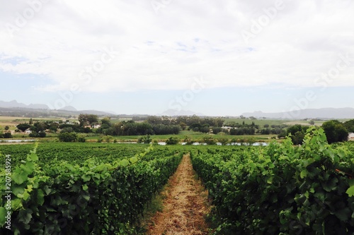 South Africa Vineyard 