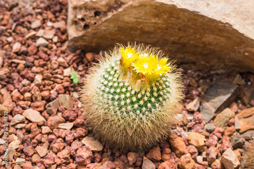 Close Up Echinocactus grusonii with yellow flowers of cactus on brown stone background