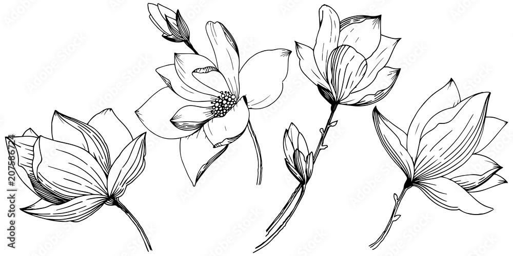 Obraz premium Magnolia in a vector style isolated. Full name of the plant: Magnolia. Vector flower for background, texture, wrapper pattern, frame or border.