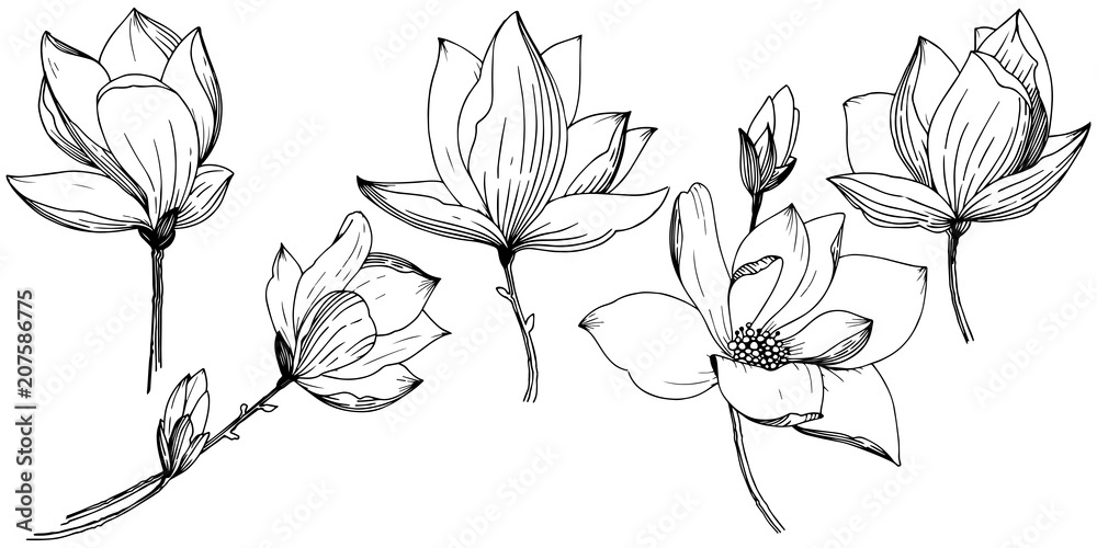 Obraz premium Magnolia in a vector style isolated. Full name of the plant: Magnolia. Vector flower for background, texture, wrapper pattern, frame or border.