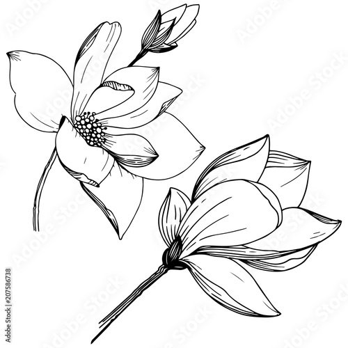 Magnolia in a vector style isolated. Full name of the plant  Magnolia. Vector flower for background  texture  wrapper pattern  frame or border.