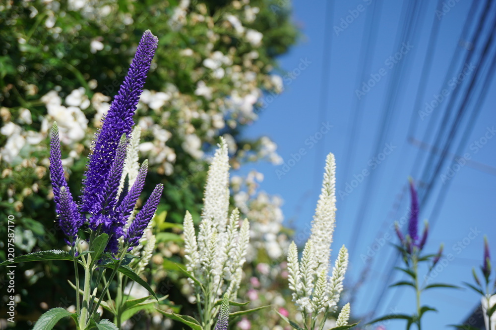 ベロニカ スピカータ Stock Photo Adobe Stock