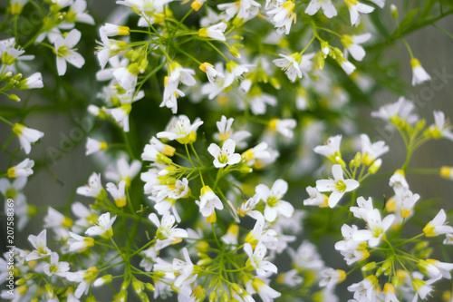 small white wildflowers, beautiful natural floral background, image with retro toning © andreysha74