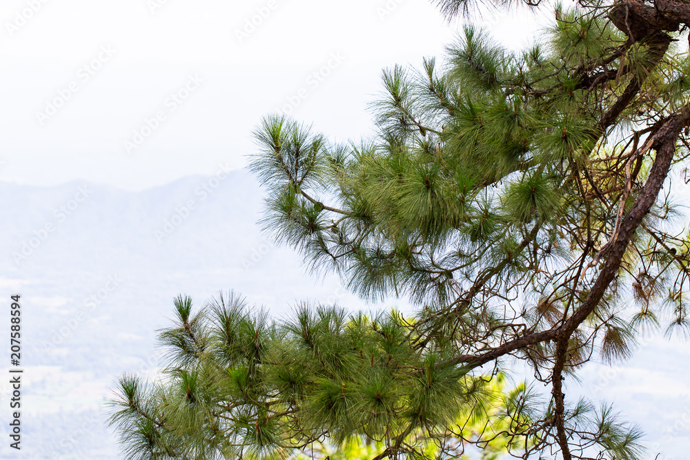 Pine tree isolated on white background. This has clipping path. Pine tree isolated on white background. This has clipping path.