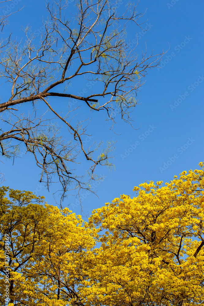 Autumn trees with yellow leaves in a forest or park Autumn trees with yellow leaves in a forest or park