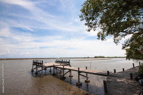 Mangrove forest in the tropics.