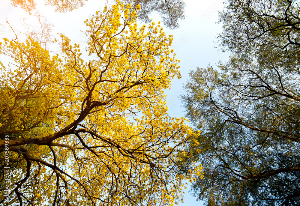 Autumn trees with yellow leaves in a forest or park Autumn trees with yellow leaves in a forest or park
