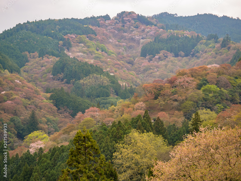 Fototapeta premium 吉野の桜