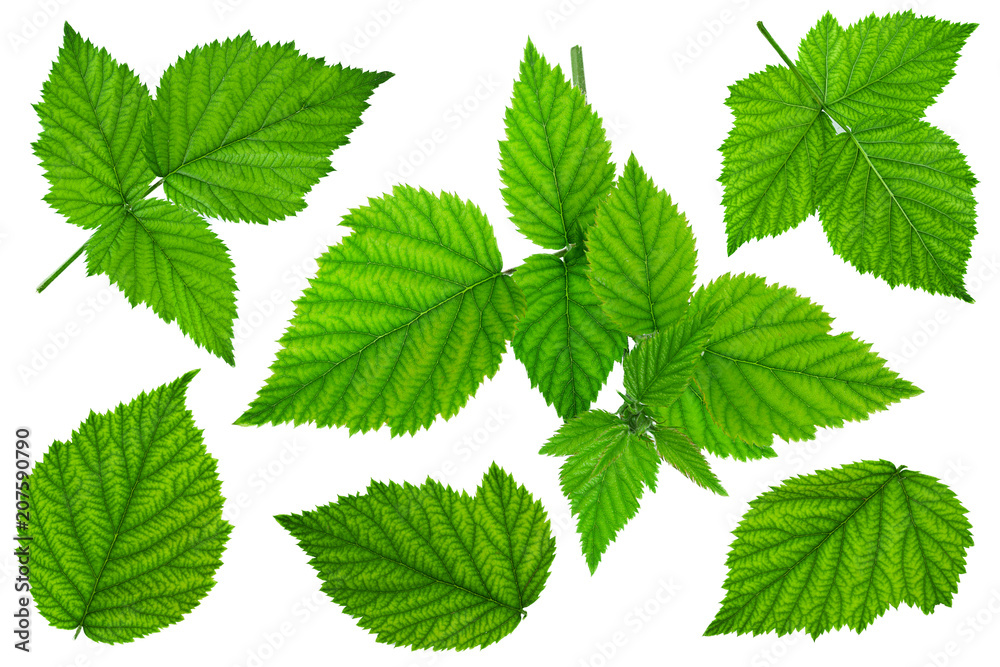 Blackberry fruit leaf closeup collection Blackberry fruit leaf closeup collection