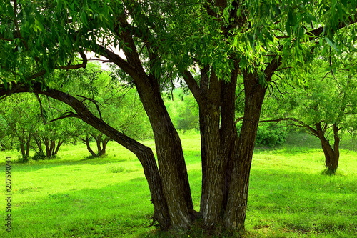 Green branchy tree in the field. Closeup.