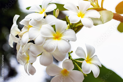 Wallpaper Mural White and yellow plumeria flowers on a tree Torontodigital.ca