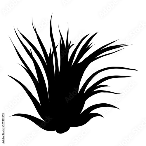 Black silhouettes of Succulent cactus flower, hand drawn terrarium cacti. Wild floral exotic tropical plant. Vector.
