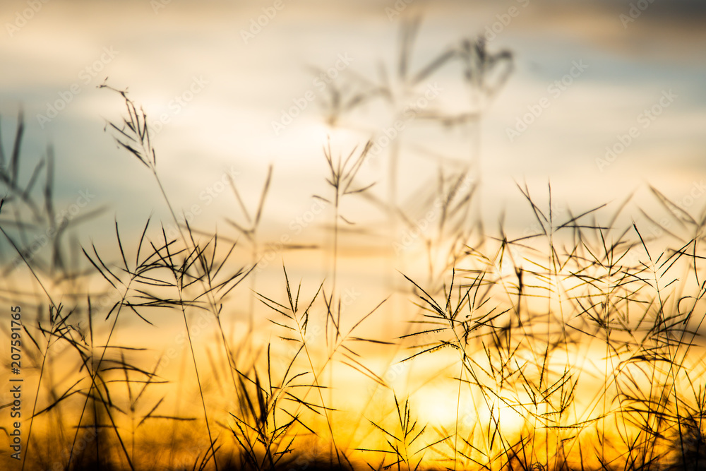 Fototapeta premium Vintage wild flower in sunset