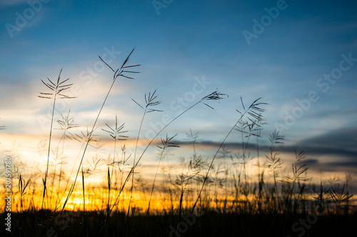 Vintage wild flower in sunset © freedom_naruk